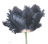 Tulip, Black Parrot