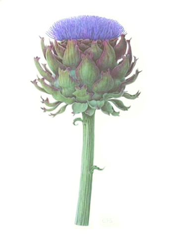 Artichoke