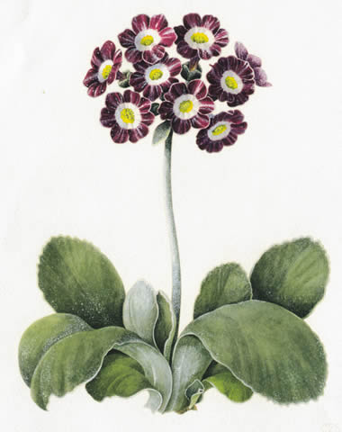 Auricula 'Arundel Stripe)