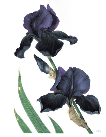 Black Iris