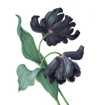 Black Parrot Tulip