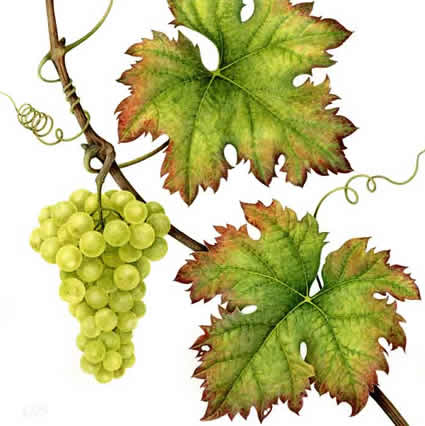 Grapes