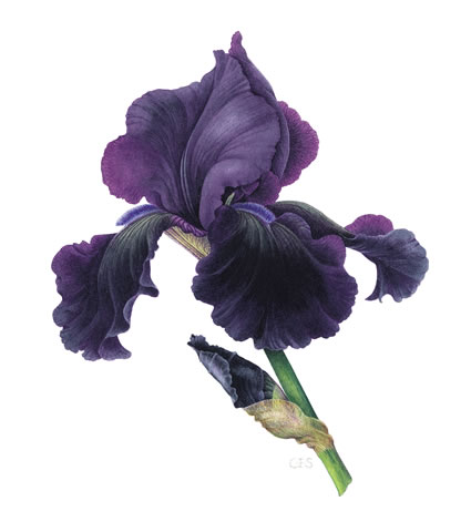 Iris 'Black Tie Affair'