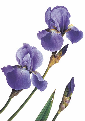 Iris 'Jane Phillips'