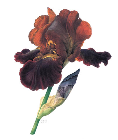 Iris 'Supreme Sultan'