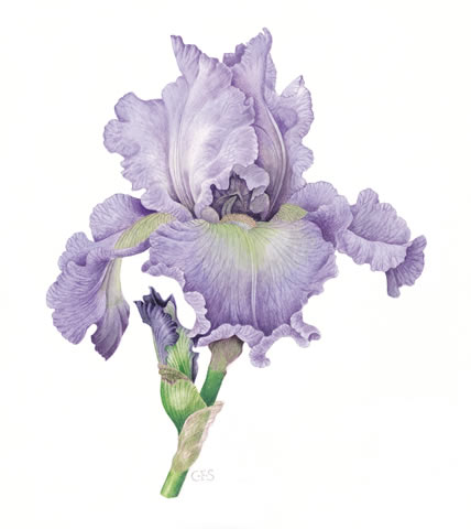 Iris 'Tides In'