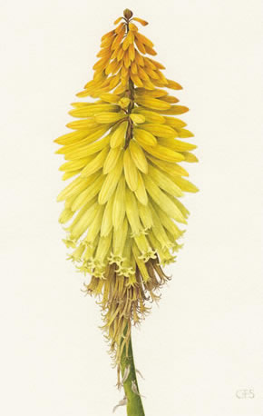 Kniphofia Brimstone