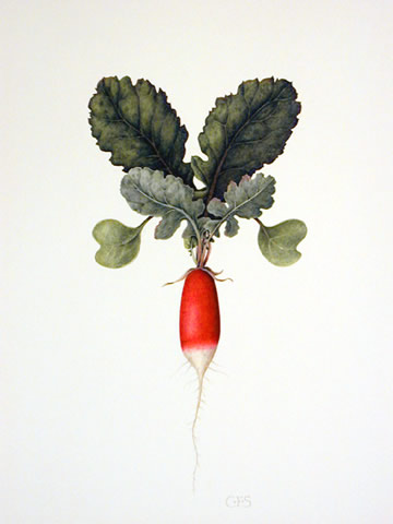 Radish 'French Breakfast'