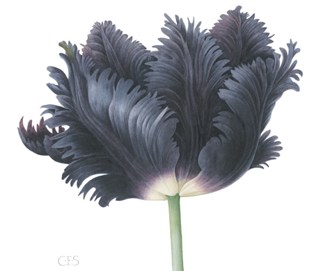 Tulip, Black Parrot