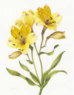 Alstroemeria