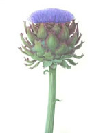 Artichoke