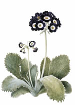 Auricula Blue Nile