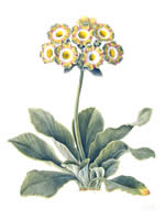 Auricula Lord Saye en Sele