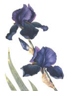 Black Iris