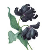 Black Parrot Tulip