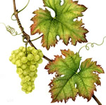 Grapes