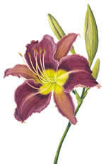 Hemerocallis Chicago Princess