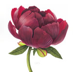 Peony Buckeye Belle