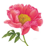 Peony Lactiflora Flame 