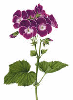 Pelargonium Black Knight 