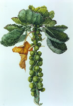 Brussels Sprouts